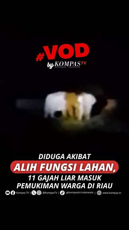 DIDUGA AKIBAT ALIH FUNGSI LAHAN, 11 GAJAH LIAR MASUK PEMUKIMAN WARGA DI RIAU