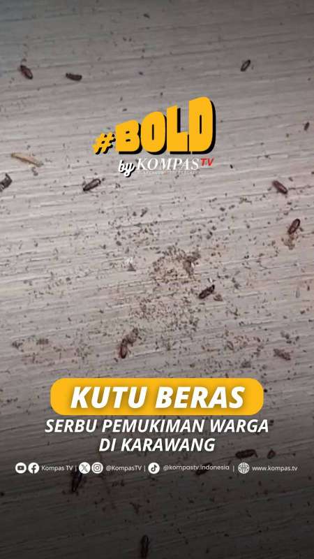 KUTU BERAS SERBU PEMUKIMAN WARGA DI KARAWANG