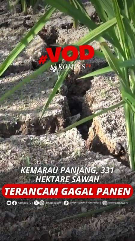 KEMARAU PANJANG, 331 HEKTARE SAWAH TERANCAM GAGAL PANEN