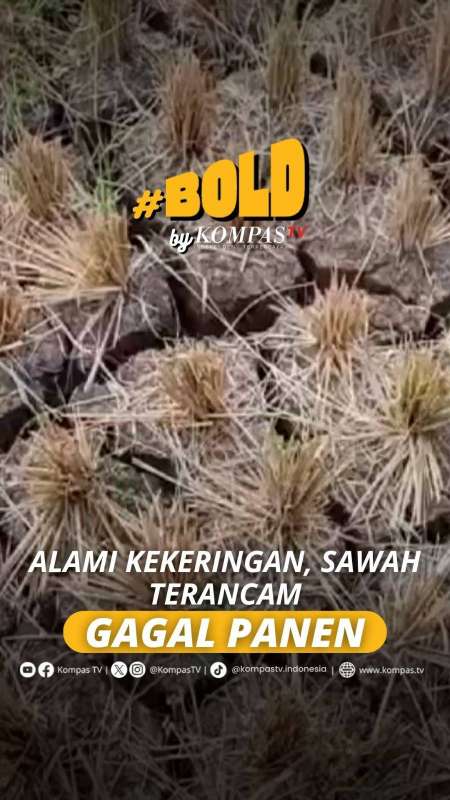 ALAMI KEKERINGAN, SAWAH TERANCAM GAGAL PANEN
