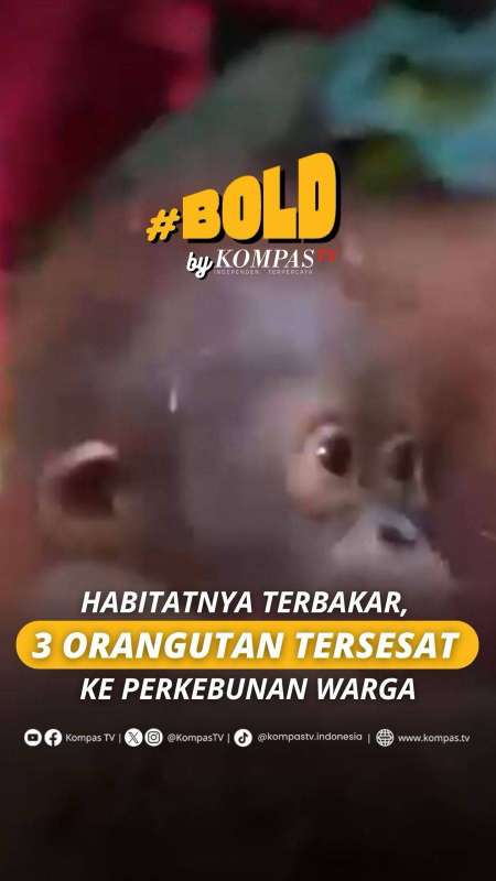 Habitatnya Terbakar, 3 Orangutan Tersesat Ke Perkebunan Warga