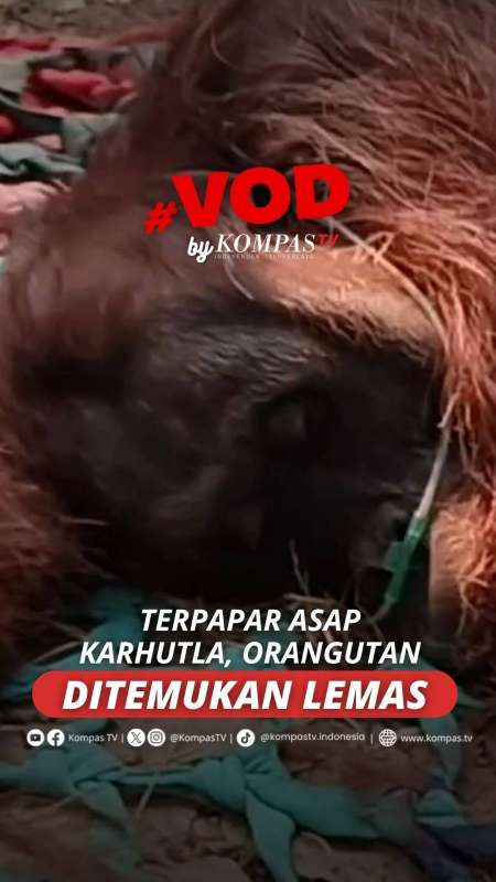 TERPAPAR ASAP KARHUTLA, ORANGUTAN DITEMUKAN LEMAS DI KETAPANG, KALIMANTAN BARAT