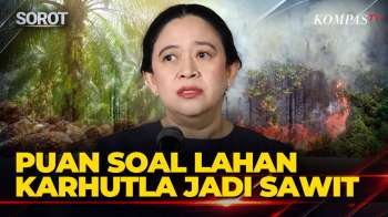 Puan Soal Lahan Karhutla Jadi Kebun Sawit: Tidak Boleh, Harus Diselidiki