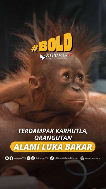 Terdampak Karhutla, Orangutan Alami Luka Bakar