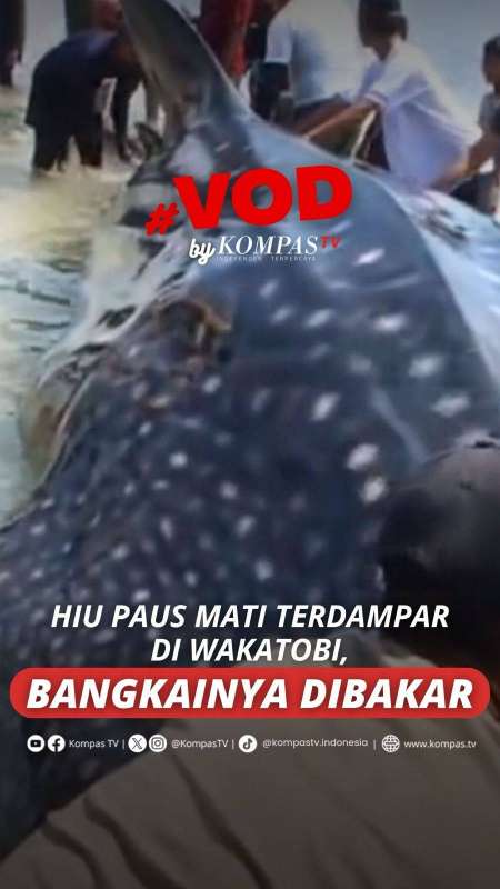 HIU PAUS MATI TERDAMPAR DI WAKATOBI, BANGKAINYA DIBAKAR 