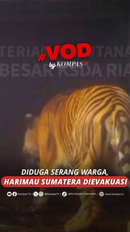 DIDUGA SERANG WARGA, HARIMAU SUMATERA DIEVAKUASI