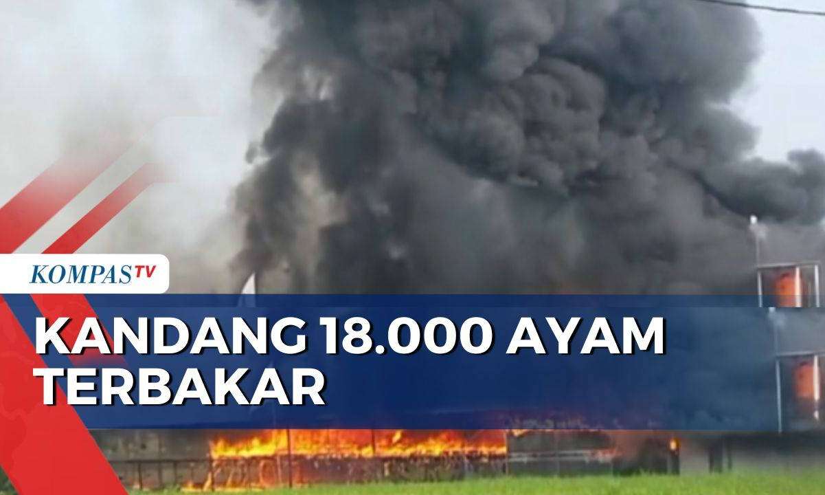 Kebakaran Melanda Kandang Berisi 18 Ribu Ekor Anak Ayam di Madiun
