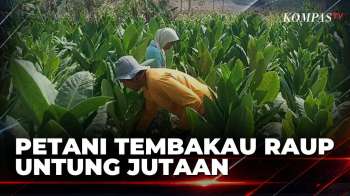 Berkah Kemarau, Petani Tembakau Bisa Raup Untung hingga Puluhan Juta Rupiah | SAPA MALAM