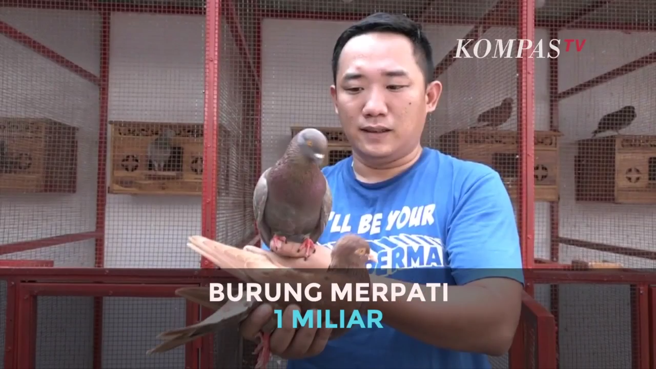 Seekor Burung Merpati Seharga 1 Milyar Rupiah