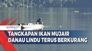 tangkapan-ikan-mujair-di-danau-lindu-terus-berkurang