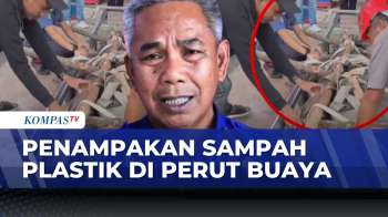 Buaya Muara Raksasa Mati, Ditemukan Sampah Plastik Hampir Setengah Ton Di Perutnya