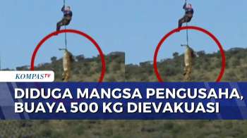Buaya 500 Kg Dievakuasi dengan Helikopter, Diduga Memangsa Pengusaha Asal Afrika Selatan