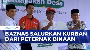 Baznas Gelar Program Kurban Berkah Di 103 Titik Balai Ternak Di Indonesia | SAPA PAGI