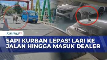 Viral! Aksi Sapi Kurban Lepas, Lari Ke Jalan Raya Hingga Masuk Dealer Mobil | KOMPAS PETANG