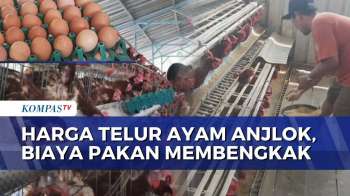 Harga Telur Anjlok Dan Biaya Pakan Membengkak, Peternak Ayam Terancam 'Gulung Tikar'