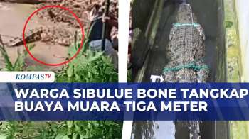 Sering Muncul Cari Makan Di Sungai Sibulue, Buaya Muara Tiga Meter Ditangkap Warga | KOMPAS PETANG