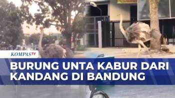 Diduga Panik Karena Sirene, Burung Unta Lepas Dan Berlari Di Jalan Raya Bandung | KOMPAS PAGI