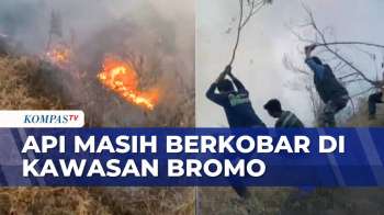 Kebakaran Hutan Melanda Bromo, TNBTS Tutup Tiga Jalur Wisata Hingga Waktu Tertentu | KOMPAS PETANG