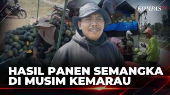 Berkah Kemarau Bagi Petani Semangka di Demak, Hasil Panen Jauh Lebih Bagus dan Manis