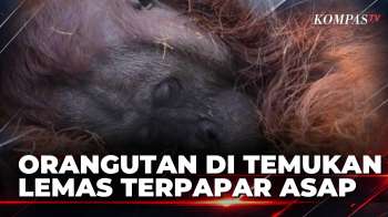 Terpapar Asap Karhutla, Orangutan Di Kalimantan Barat Ditemukan Lemas | JURNAL NUSANTARA