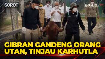 Gandeng Orang Utan! Wapres Gibran Tinjau Dampak Karhutla Di Kalimantan
