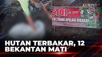 12 Bekantan Di Kalsel Mati Akibat Karhutla Di Desa Balimau | SAPA MALAM