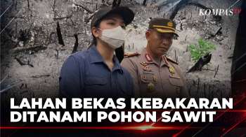 Satgas Karhutla Temukan 5,9 Hektare Lahan Bekas Terbakar Ditanami Sawit | SAPA MALAM