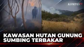 Kebakaran Hutan di Kawasan Gunung Sumbing, Petugas Gabungan Berupaya Padamkan Api | KOMPAS PETANG