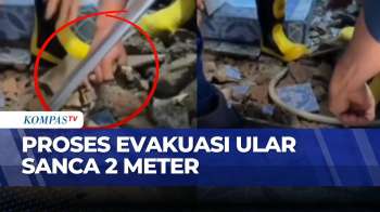 Ular Sanca 2 Meter Ditemukan Di Rumah Warga Palembang | KOMPAS PETANG