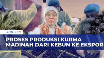 Proses Produksi Dan Ekspor Kurma Di Perkebunan Madinah Arab Saudi | SAPA SIANG