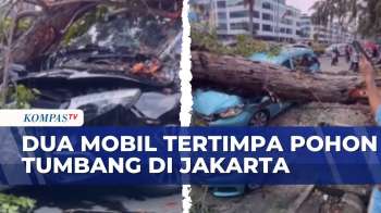 Pohon Angsana Tumbang Timpa Dua Mobil Di Kelapa Gading, Jakarta Utara | KOMPAS PETANG