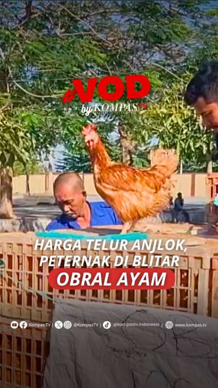 HARGA TELUR ANLOK,PETERNAK DI BLITAR OBRAL AYAM