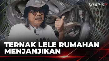 Budidaya Lele di Pekarangan Rumah, Peternak Raup Rp800 Ribu Tiap 1.000 Ekor | SAPA SIANG