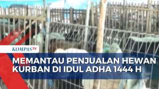penjualan-hewan-kurban-di-iduladha-1444-h-menurun-secara-nasional