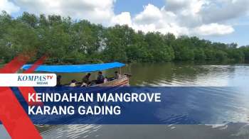 Pesona Wisata Mangrove Di Suaka Margasatwa Karang Gading
