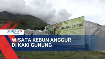 Ada Kebun Edukasi Anggur Di Kaki Gunung Sinabung