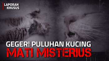 Geger Puluhan Kucing Mati Misterius, Apa Penyebabnya?  | Laporan Khusus