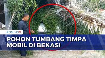 Angin Kencang, Pohon Palem Dan Beringin Tumbang Timpa Mobil Pengantar Paket | KOMPAS PETANG