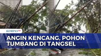 Diterjang Hujan Deras Dan Angin Kencang, 2 Pohon Setinggi 10 Meter Tumbang Di Tangsel | SAPA MALAM
