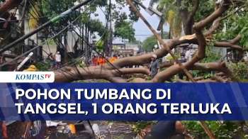 Detik-Detik Hujan Deras Dan Angin Kencang Di Tangsel, Pohon Tumbang 1 Orang Terluka | KOMPAS MALAM