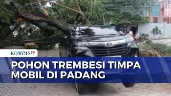 Akar Lapuk, Pohon Trembesi Tumbang Timpa 1 Minibus Di Padang | KOMPAS PETANG
