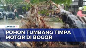 Hujan Dan Angin Kencang, Pohon Setinggi 4 Meter Tumbang Timpa Motor Di Bogor | KOMPAS PETANG