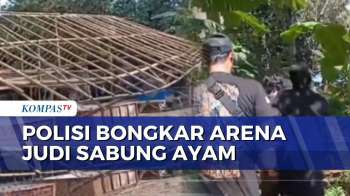 Polisi Bongkar Arena Judi Sabung Ayam Di Tengah Perkebunan Desa Karangduren Jember | BERUT