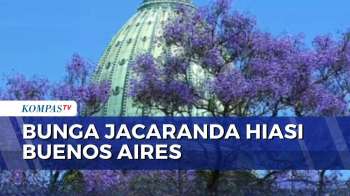Bunga Jacaranda Mekar, Kota Buenos Aires Dihiasi Warna Ungu | KOMPAS SIANG