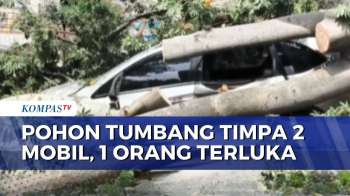 Pohon Tumbang Timpa 2 Mobil Di Bandar Lampung,1 Orang Luka Parah | KOMPAS PETANG