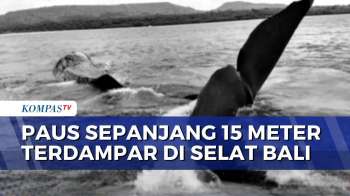 Paus Sepanjang 15 Meter Terdampar Di Selat Bali, Evakuasi Terkendala Air Surut | BERUT