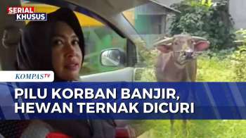 Tak Berempati, 2 Pria Curi Kerbau Milik Korban Banjir Di Padang Pariaman | SAPA PAGI