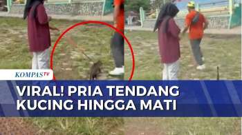 Kucing Ditendang Hingga Mati Di Blora, Polisi Periksa Pelaku Dan 4 Saksi | KOMPAS PETANG