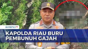 Gajah Sumatera Dibunuh Di Pelalawan, Kapolda Riau Turun Langsung Ke Lokasi | KOMPAS SIANG