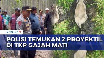 Gajah Sumatera Mati Mengenaskan di Riau, Polisi Temukan Proyektil di TKP | BORGOL